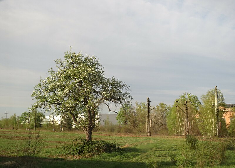 File:20150417Pyrus communis.jpg