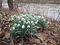 Galanthus nivalis