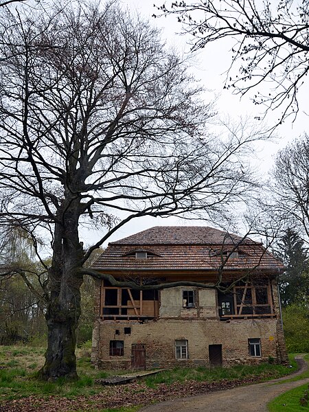 File:20160423 Unwürde Rittergut Orangerie Rotbuche ARB0230.jpg