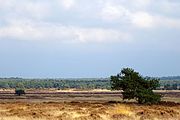 Zicht over het Oud Reemsterzand