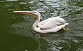 * Nomination Great white pelican (Pelecanus onocrotalus). Jurong Bird Park. Jurong, West Region, Singapore. --Halavar 16:37, 25 March 2018 (UTC) * Promotion Good quality. --Isiwal 17:32, 25 March 2018 (UTC)