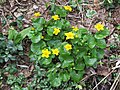 2018-04-09 Caltha palustris (marsh-marigold) at Bichlhäusl at Haltgraben in Frankenfels