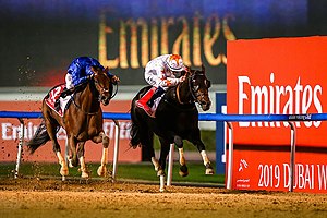 Thunder Snow (left) defeating Gronkowski in a photo finish to win the 2019 Dubai World Cup. 2019 Dubai World Cup 20190331 13.jpg