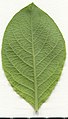 * Nomination Salix caprea. Leaf abaxial side. --Knopik-som 23:10, 12 September 2021 (UTC) * Promotion  Support Good quality. --Steindy 00:07, 13 September 2021 (UTC)