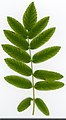 * Nomination Sorbus aucuparia. Leaf adaxial side. --Knopik-som 04:03, 3 August 2021 (UTC) * Promotion  Support Good quality.--Agnes Monkelbaan 04:17, 3 August 2021 (UTC)