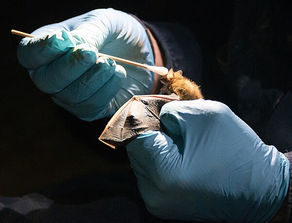 A scientist swabs the muzzle of a tricolored bat in Tennessee, to contribute to a study by Virginia Tech concerning the species and white-nose syndrom