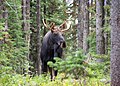2213 bull moose matthews odfw (4422970113).jpg