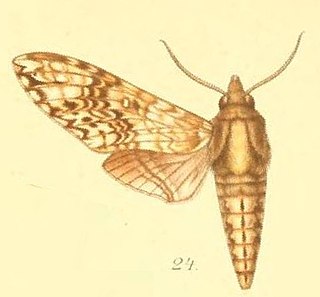 <i>Poliana buchholzi</i> Species of moth