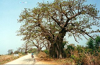 baobab near Banjul, Gambia