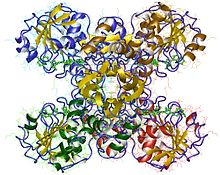 Modèle tridimensionnel de l'enzyme