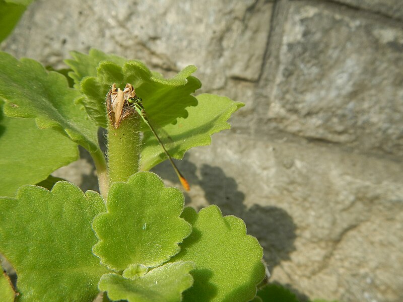 File:9465Insects leaves in Bulacan 18.jpg