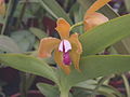 Cattleya porphyroglossa