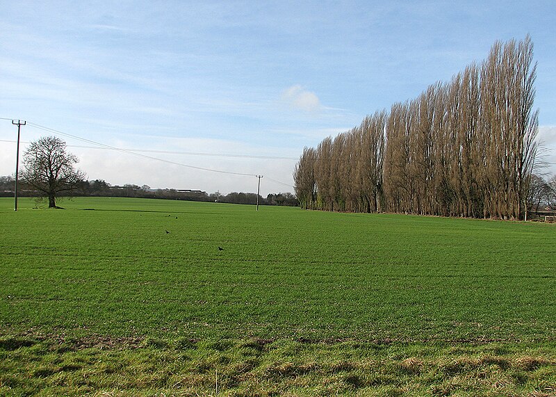 File:A windbreak at Fernleigh Farm - geograph.org.uk - 5270970.jpg