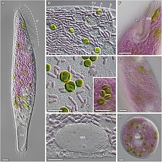 <i>Pseudoblepharisma</i> Genus of protozoans