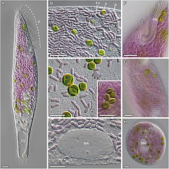 Morphology of Pseudoblepharisma tenue (Blepharismidae) and its two photosynthetic endosymbionts Chlorella sp. K10 and Ca. Thiodictyon intracellulare (Chromatiaceae) Abg4102.F1.large.jpg