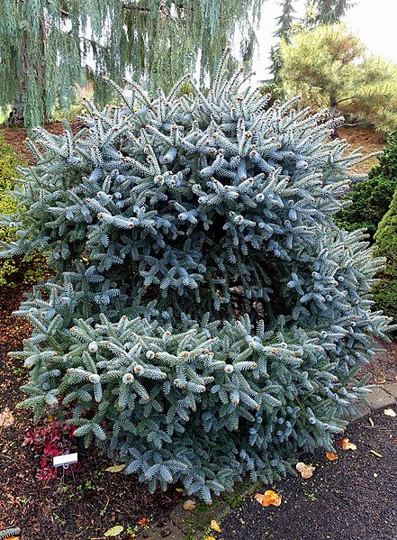 File:Abies pinsapo 'Horstmann' - Oregon Garden - Silverton, Oregon - DSC00267.jpg