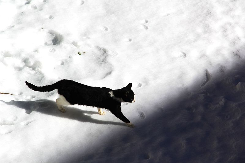 File:Abruzzo-il gatto.jpg