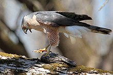 An adult Cooper's hawk that has caught a common starling, one of the most widely taken prey for this species. Accipiter cooperii DM3.jpg