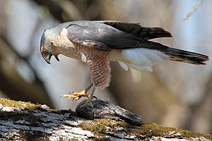 Cooper's Hawk