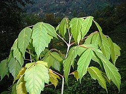 Acer negundo- 78. 
 JPG