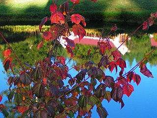 <i>Acer pectinatum</i> species of plant