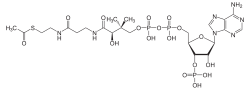 Asetyyli-CoA2.svg