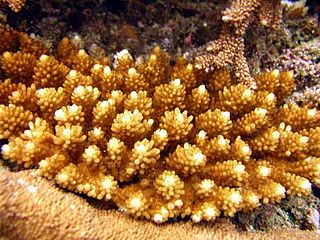<i>Acropora cophodactyla</i> Species of coral
