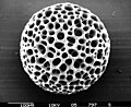 - Radiolaria Actinomma antarctica