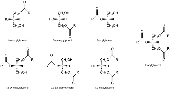 General structures of mono-, di-, and tri-acylglycerides with names according to the stereospecific numbering Acylglycerols-general-structures.svg