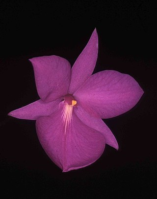 <i>Adamantinia</i> Genus of orchids