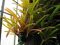 forme orange de 'Aechmea blanchetiana