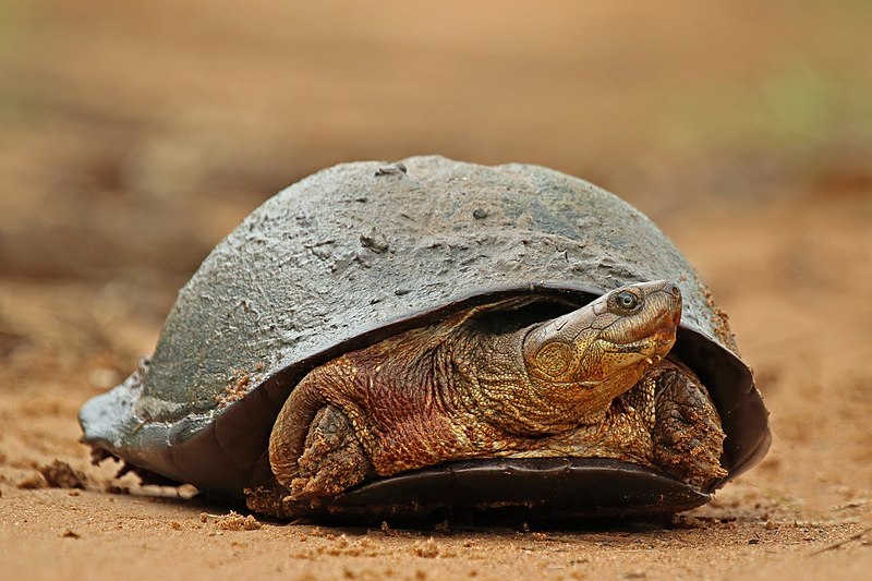 File:African helmeted turtle (Pelomedusa subrufa).jpg