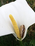 Thumbnail for Knysna banana frog