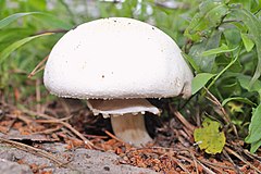 Шампиньоны. Шампиньон Луговой Agaricus Campestris. Шампиньон обыкновенный (Agaricus Campestris). Шампиньон обыкновенный, Печерица (Agaricus Campestris). Шампиньоны Агарикус.