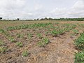 Agriculture in inland valleys in Togo - panoramio (100).jpg