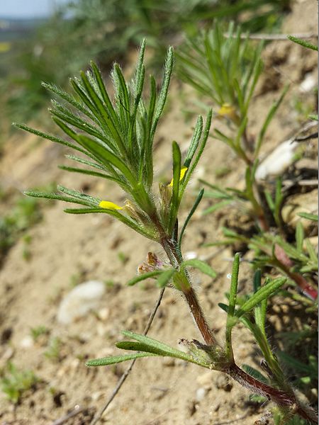 File:Ajuga chamaepitys sl12.jpg