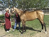 Braunisabell mit Futterflecken