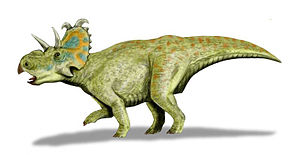 Albertaceratops nesmoi, live reconstruction