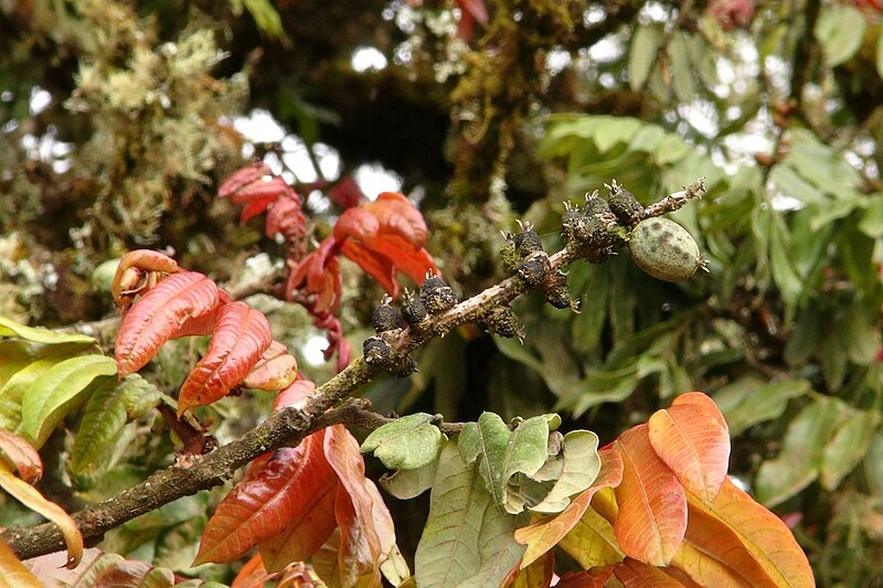 File:Alfaroa costaricensis Costa Rica.jpg