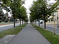 Allee (Ballenstedt) Blick 05.jpg