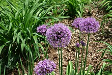 Allium aflatunense 5801.JPG