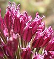 Allium sphaerocephalon detail.jpg