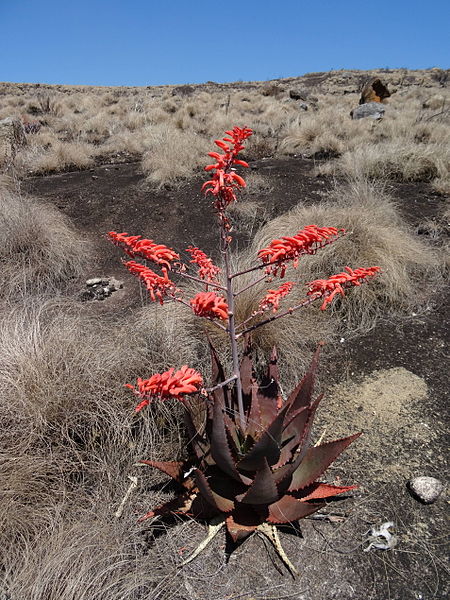 File:Aloe chabaudii var. mlanjeana - Ribaue (9562984882).jpg