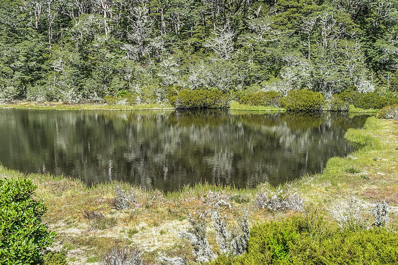 File:Alpine tarn on Lewis Pass 12.jpg