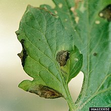 "Bullseye" patterned leaf lesion of Alternaria solani Alternaria solani - leaf lesions.jpg