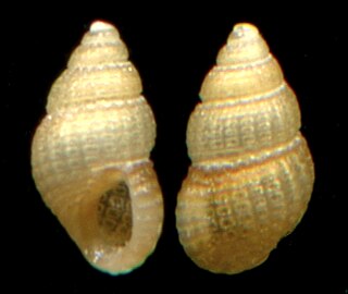 <i>Alvania beanii</i> Species of gastropod