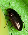 Amara beetle 02.jpg