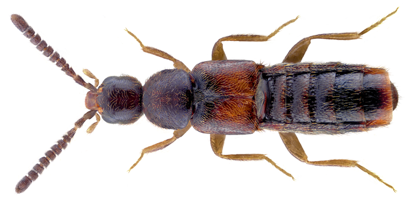 File:Amarochara umbrosa (Erichson, 1837) (47679321862).png