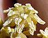 Мужской цветок амбореллы волосистоножковой (Amborella trichopoda) — одного из наиболее примитивных современных представителей цветковых растений