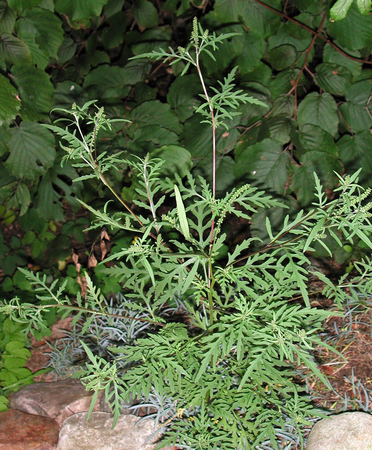 Ambrosia Artemisiifolia Wikipedia